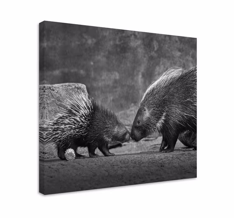 Cuadro animales interacción con puercoespines - TenVinilo