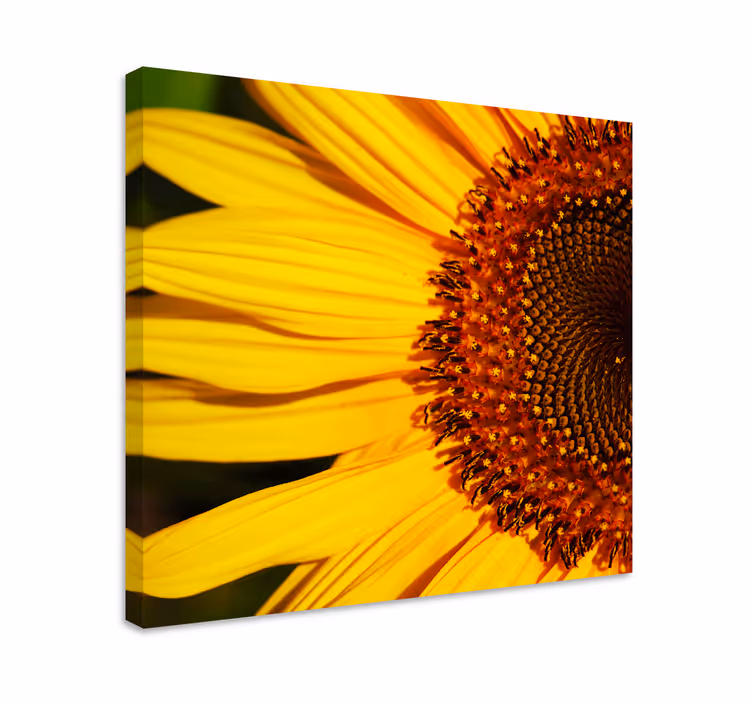 Cuadro de flores Medio girasol - TenVinilo