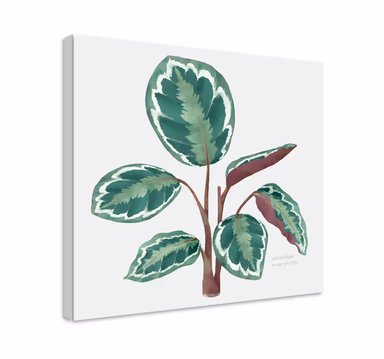 Cuadro plantas Planta de calathea - TenVinilo