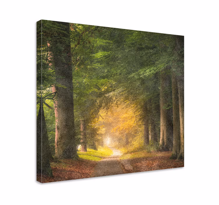Cuadro paisajes Un paseo por el bosque - TenVinilo