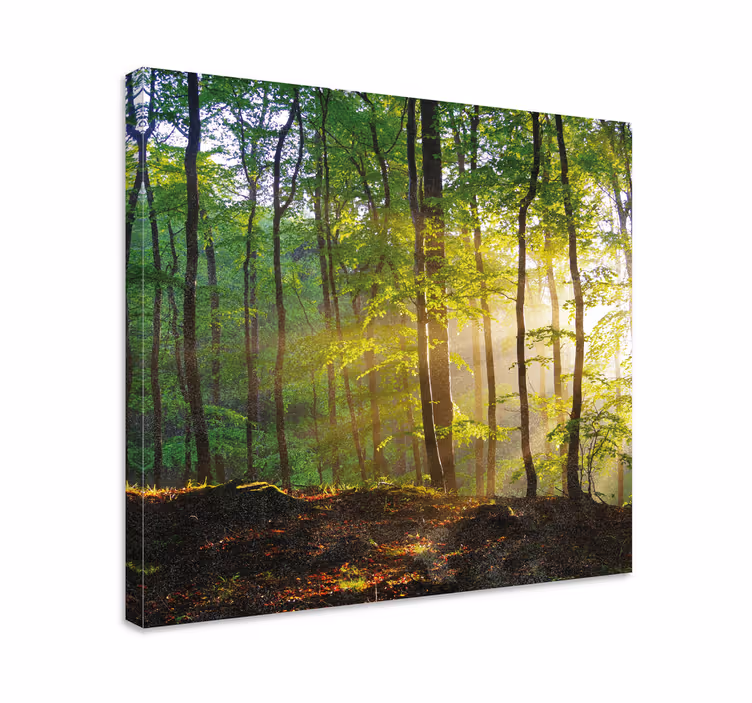 Cuadro de árboles escena de bosque iluminado por el sol - TenVinilo