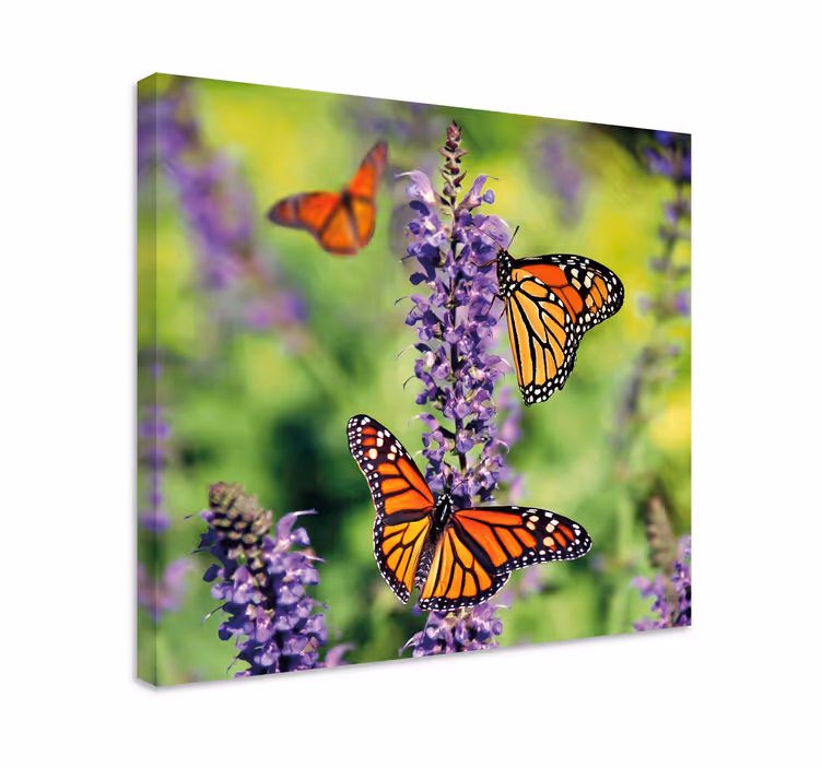 Cuadro mariposas encuentro de mariposas monarca - TenVinilo