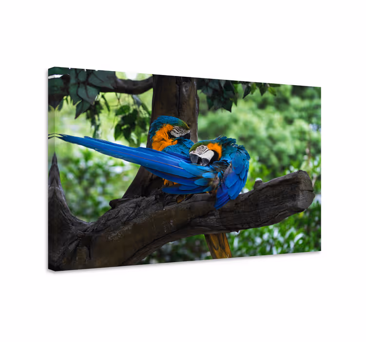 Cuadro de perro pareja de loros coloridos - TenVinilo