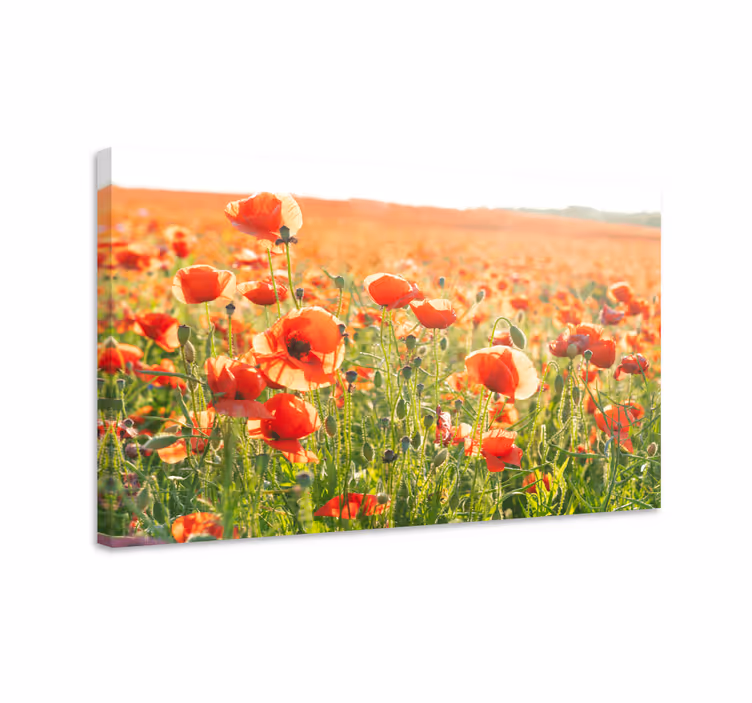 Cuadro de flores campo de amapolas - TenVinilo