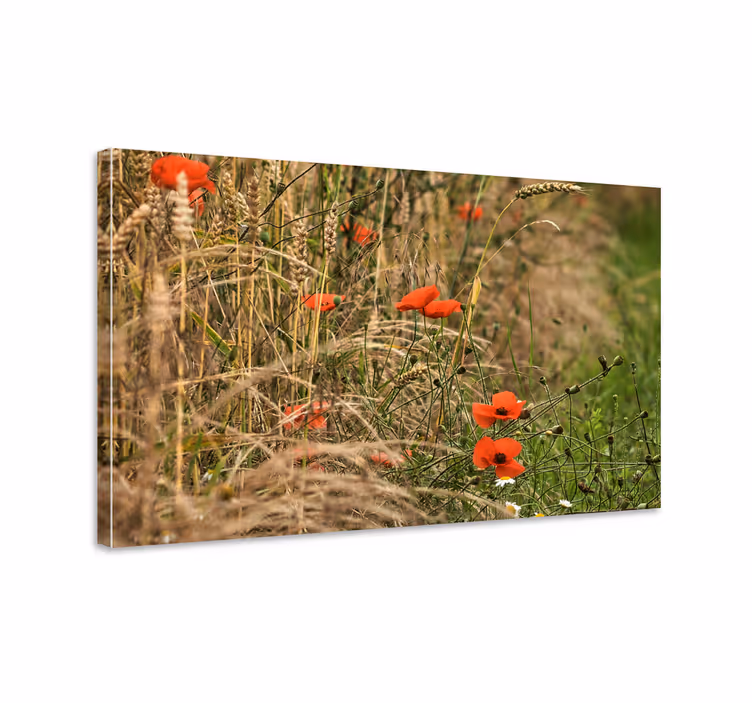 Cuadro de flores Campo de amapolas rojas - TenVinilo