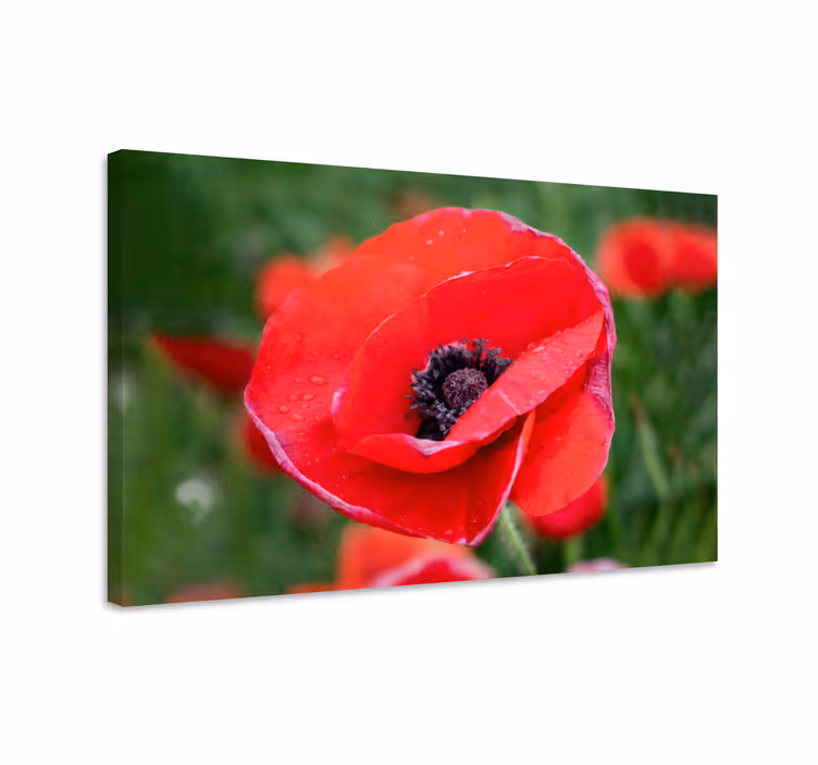 Cuadro de flores amapola en primer plano - TenVinilo