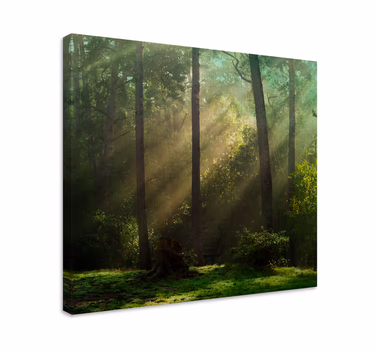 Cuadro de árboles paisaje forestal radiante - TenVinilo