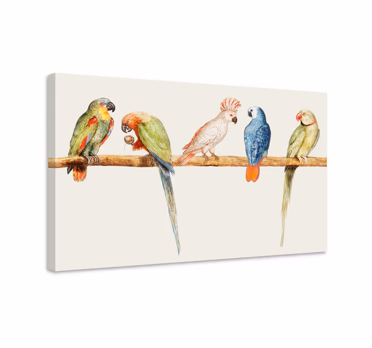 Cuadro aves colección de loros coloridos - TenVinilo