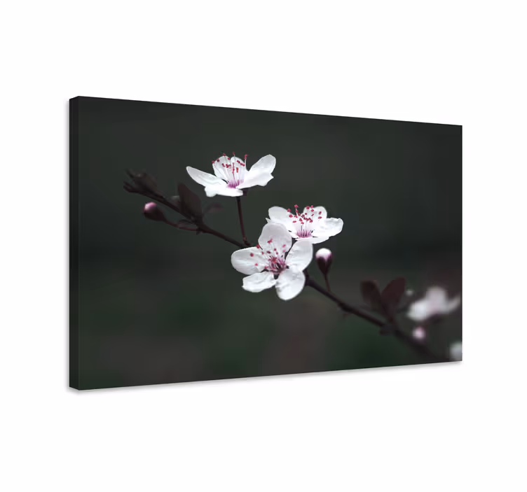 Cuadro de flores Elegante flor de cerezo femenina - TenVinilo