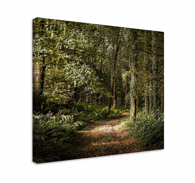 Cuadro árboles Naturaleza camino arbolado en el bosque - TenVinilo