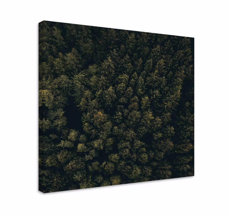 Cuadro de árboles dosel de bosque frondoso - TenVinilo