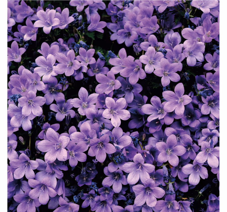 Papel pintado flores flores moradas difusas - TenVinilo