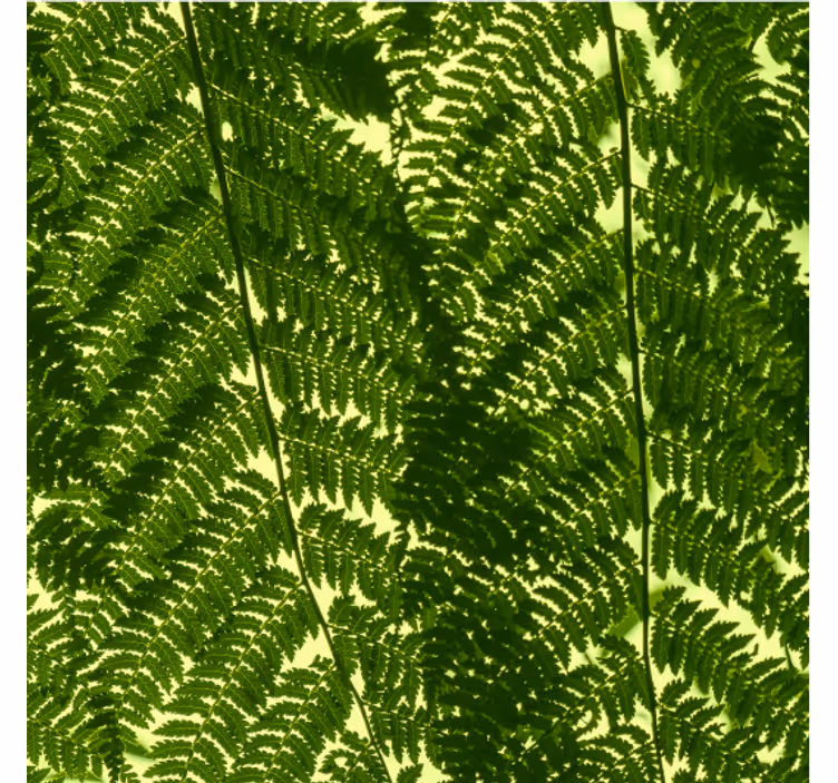 Papel mural nórdico planta helecho verde - TenVinilo