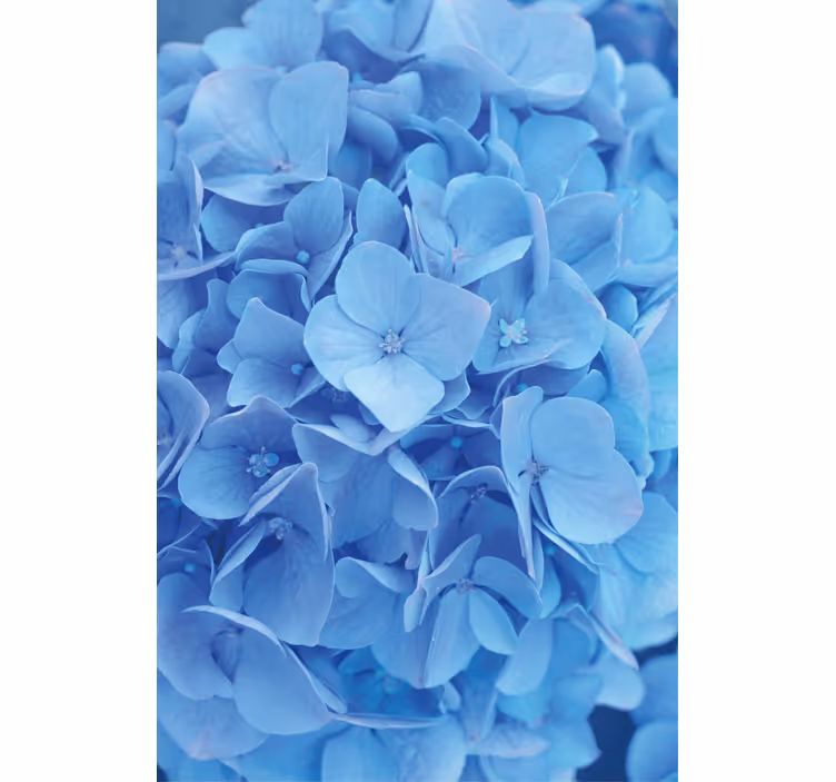 Papel pintado flores hortensias - TenVinilo