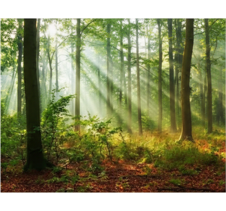 Cortina roller árboles luz natural en el bosque - TenVinilo