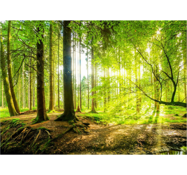 Cortina roller árboles valle de montañas lujuriante - TenVinilo