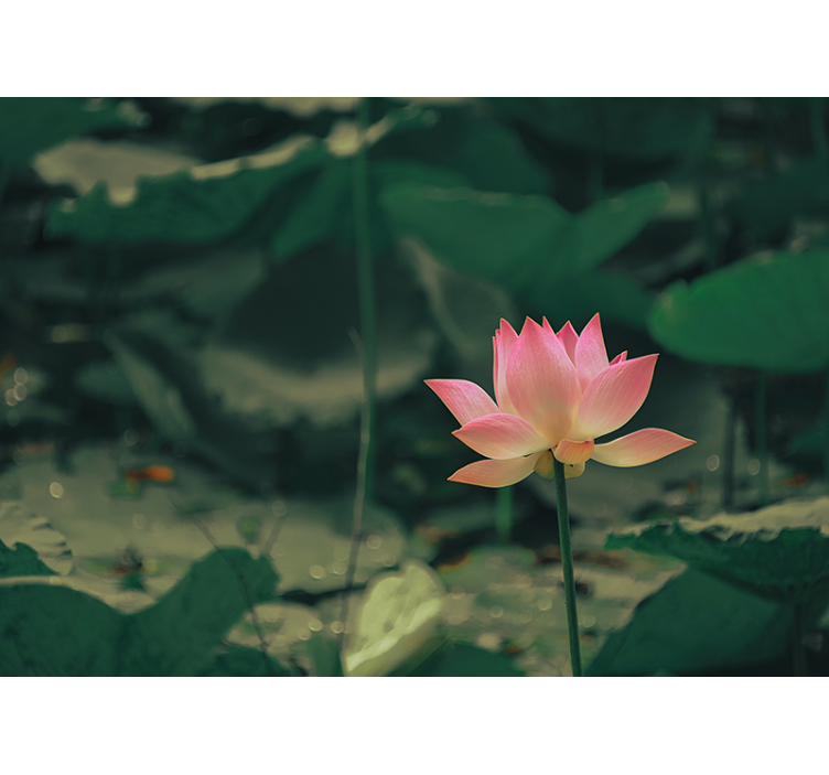 Cortina roller verde flor rosa - TenVinilo