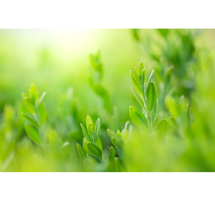 Cortina roller flores imagen de exuberante vegetación - TenVinilo