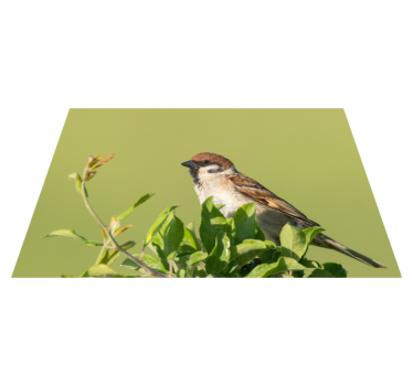Individual mesa moderno pájaro sobre verde - TenVinilo