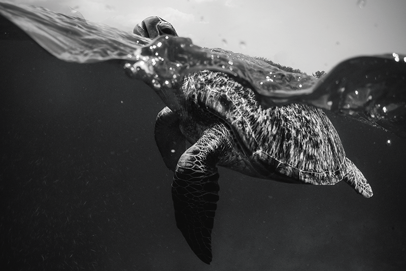 Mantel individual imitación escena de tortugas marinas - TenVinilo