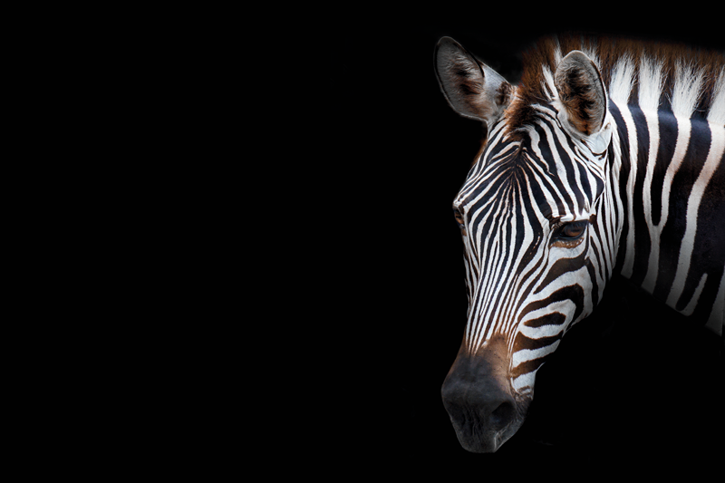 Individual original mesa cabeza de cebra en primer plano - TenVinilo