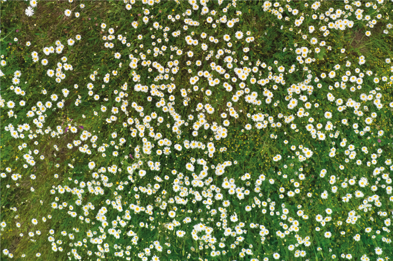 Mantel individual imitación patrón flores frescas - TenVinilo