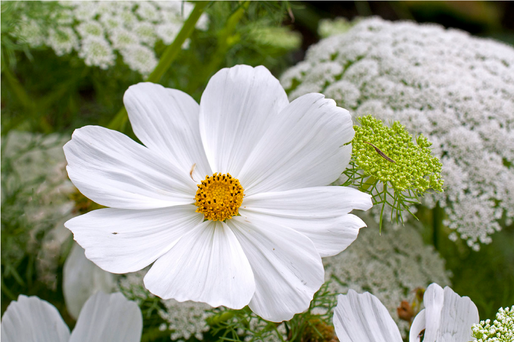 Mantel individual elegante Diseño de flor blanca grande - TenVinilo