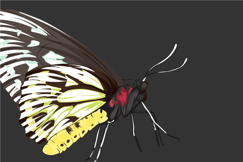 Individual original mesa ilustración de mariposas coloridas - TenVinilo