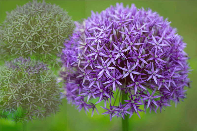 Mantel individual imitación flores moradas vibrantes - TenVinilo