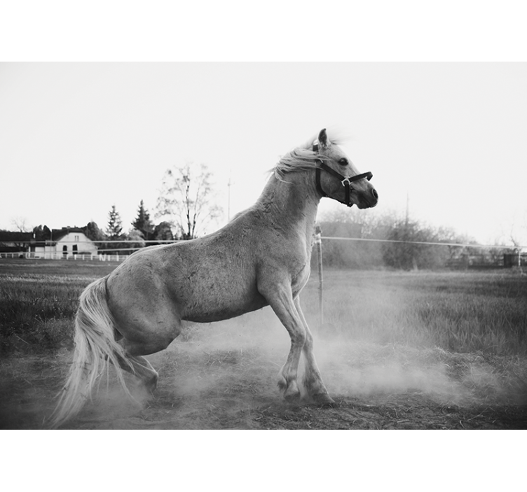 Mural de animales pony galopante - TenVinilo