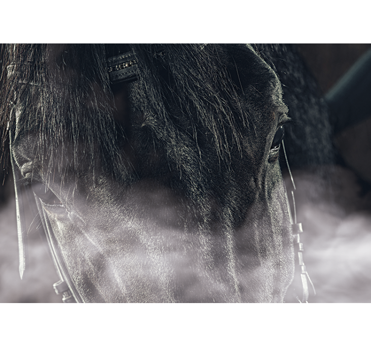 Mural de animales majestuoso caballo de cerca - TenVinilo