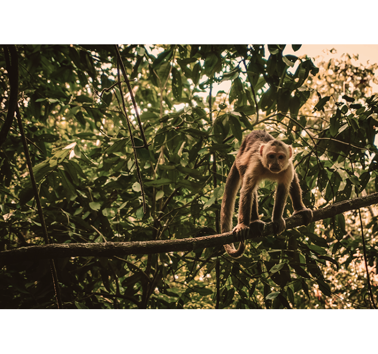 Fotomural animale Monos amazónicos - TenVinilo