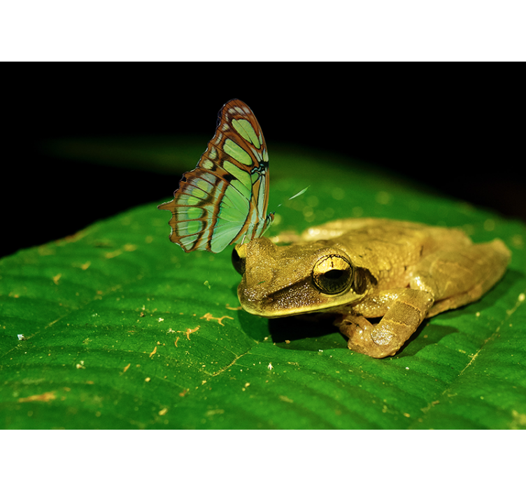 Fotomural animale Rana de confrontación pacífica - TenVinilo