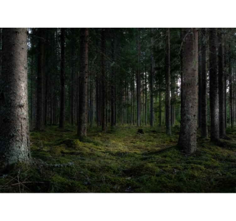 Papel mural bosque escena de bosque frondoso - TenVinilo