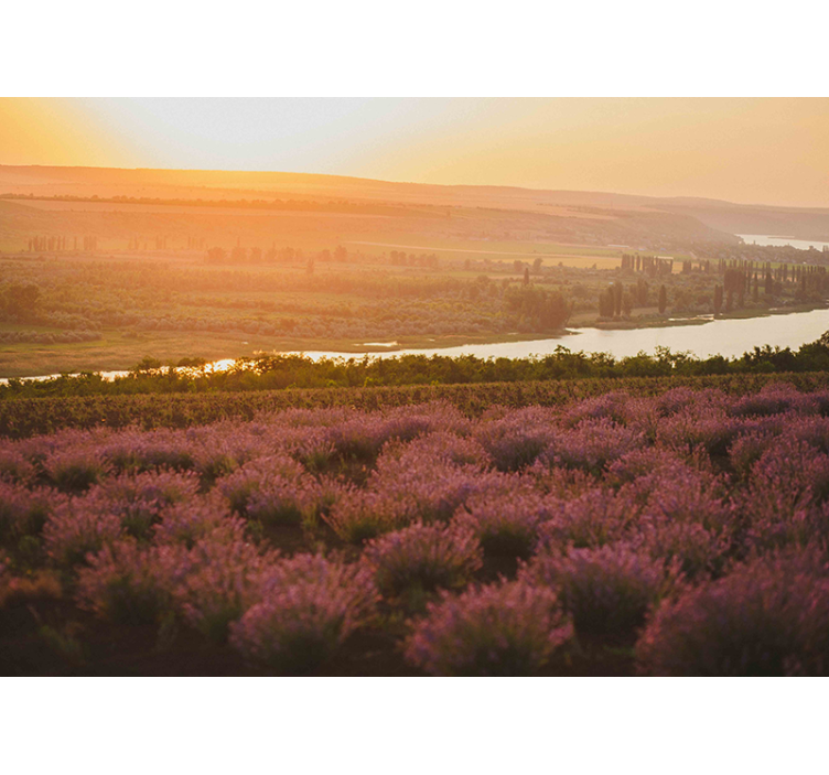 Papel mural flores paisaje de lavanda al atardecer - TenVinilo