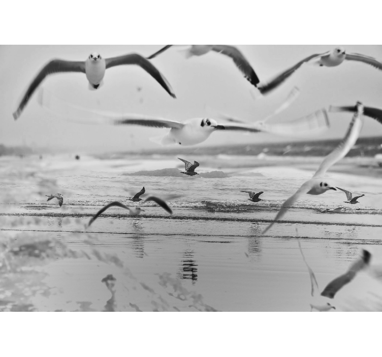 Mural de animales gaviotas sobre el océano - TenVinilo