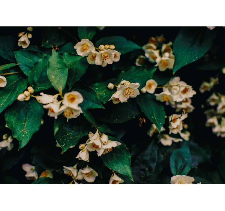 Papel mural flores flores blancas delicadas - TenVinilo