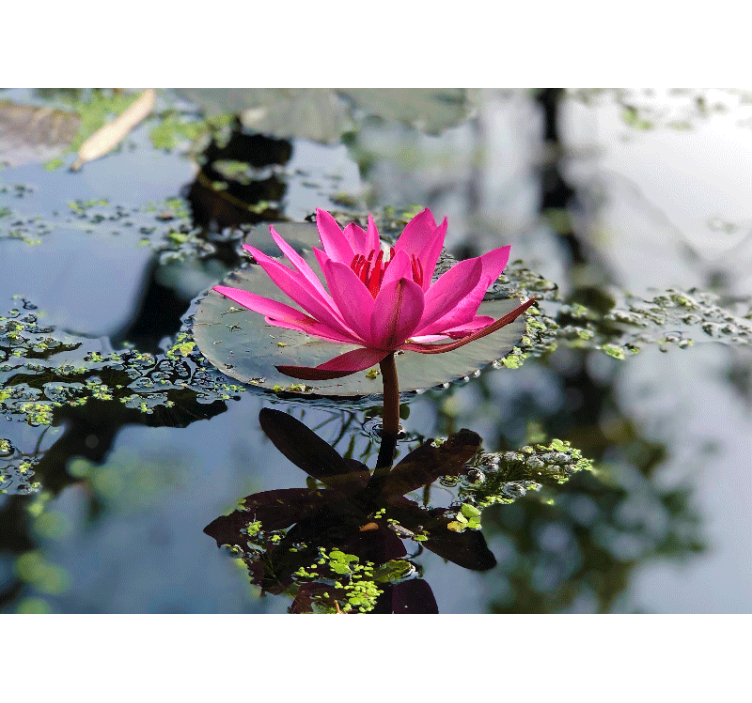 Papel mural de amapolas elegante loto rosa - TenVinilo