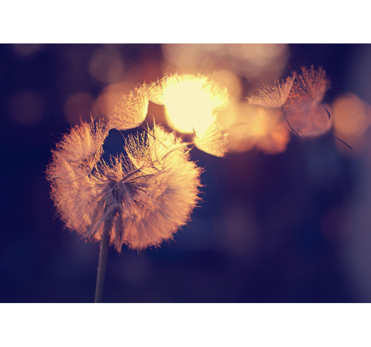 Papel mural de amapolas brillo de pelusa de diente de león - TenVinilo