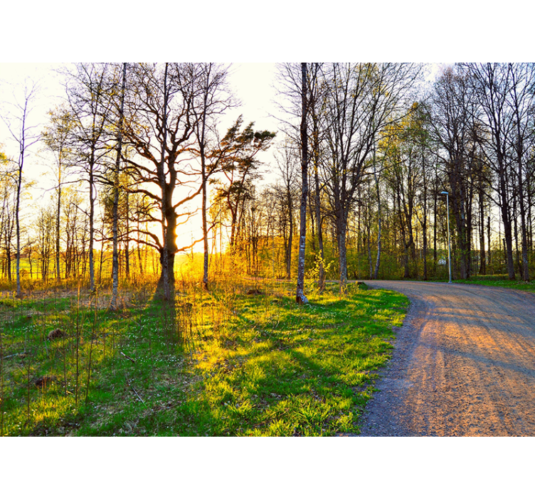 Papel mural naturaleza sendero del bosque soleado - TenVinilo