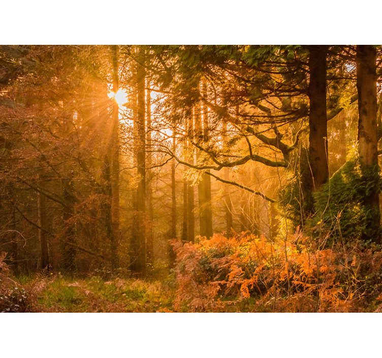 Papel mural naturaleza paisaje boscoso iluminado - TenVinilo