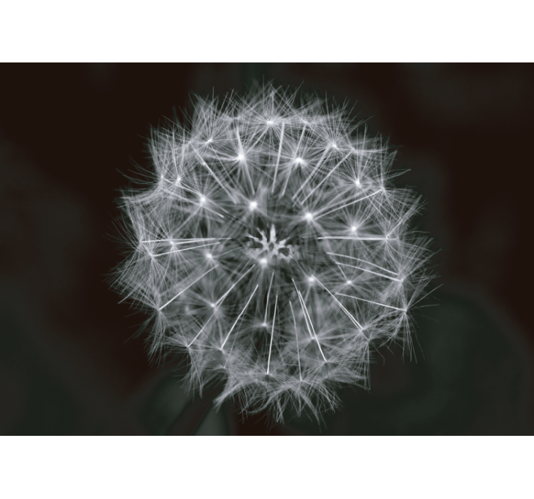 Mural diente de león estallido delicado - TenVinilo