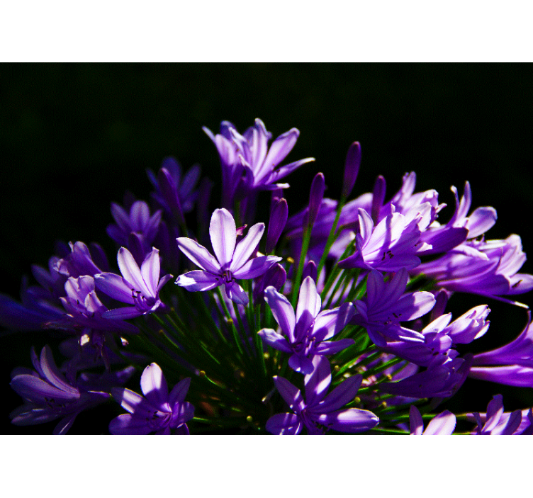 Fotomural cocina Flores moradas - TenVinilo