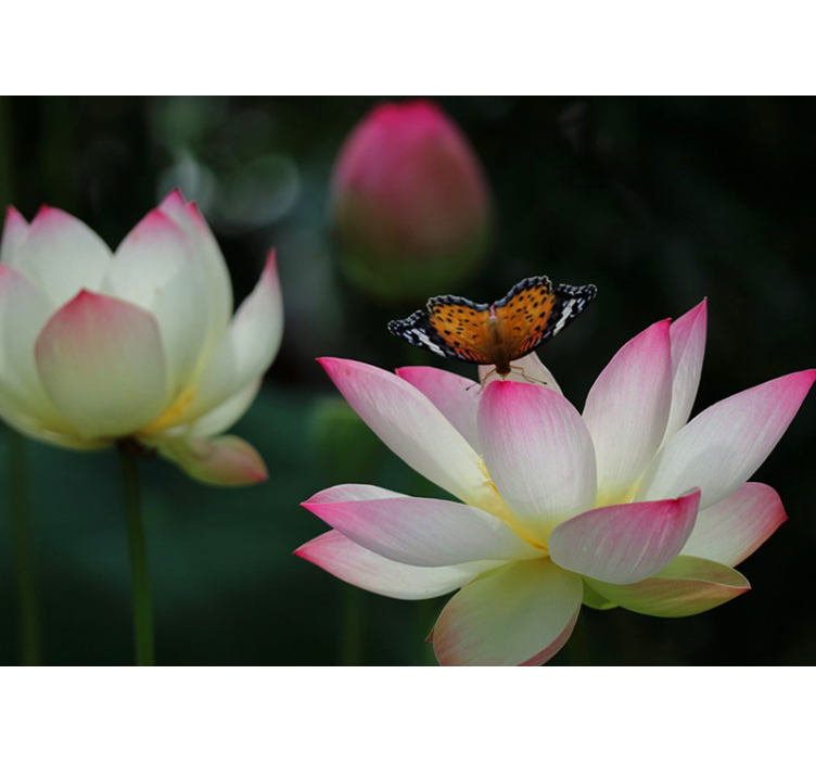Papel mural flores elegante flor de loto - TenVinilo