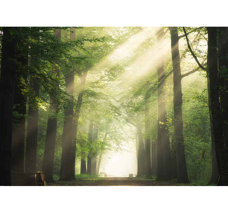 Papel mural bosque bosques radiantes verdes - TenVinilo