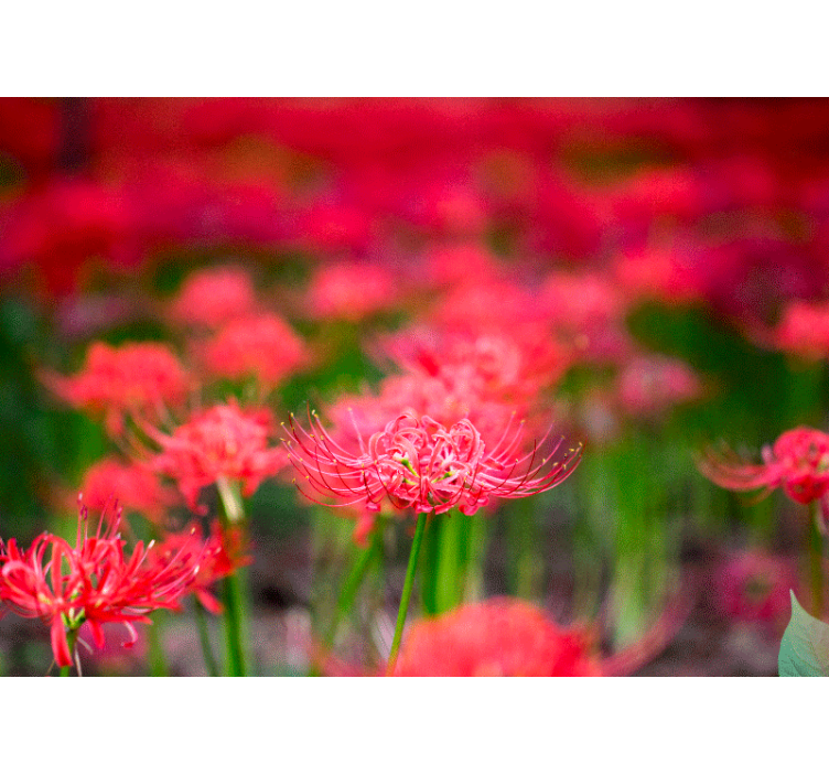 Papel mural de amapolas flores carmesí vivas - TenVinilo