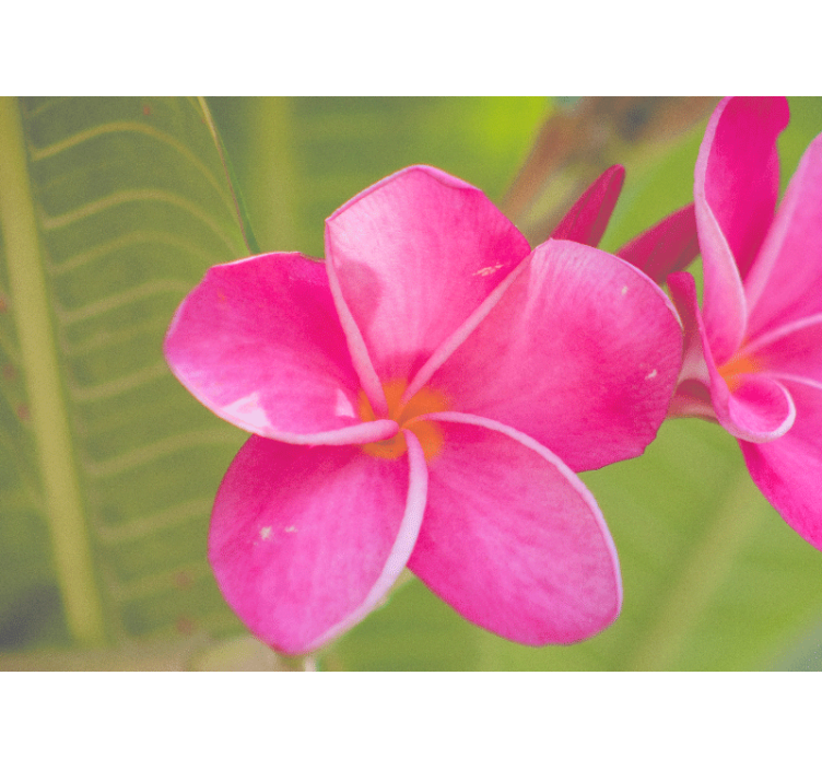 Papel mural flores acento floral rosa - TenVinilo
