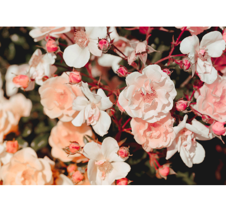 Papel mural flores pétalos de rosa en flor - TenVinilo