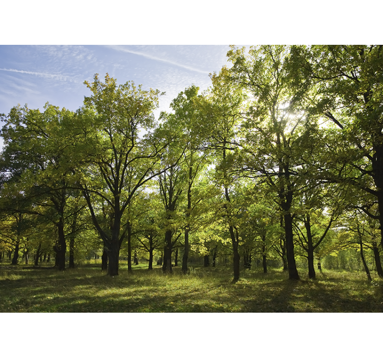 Fotomural de bosque Rayos de sol - TenVinilo