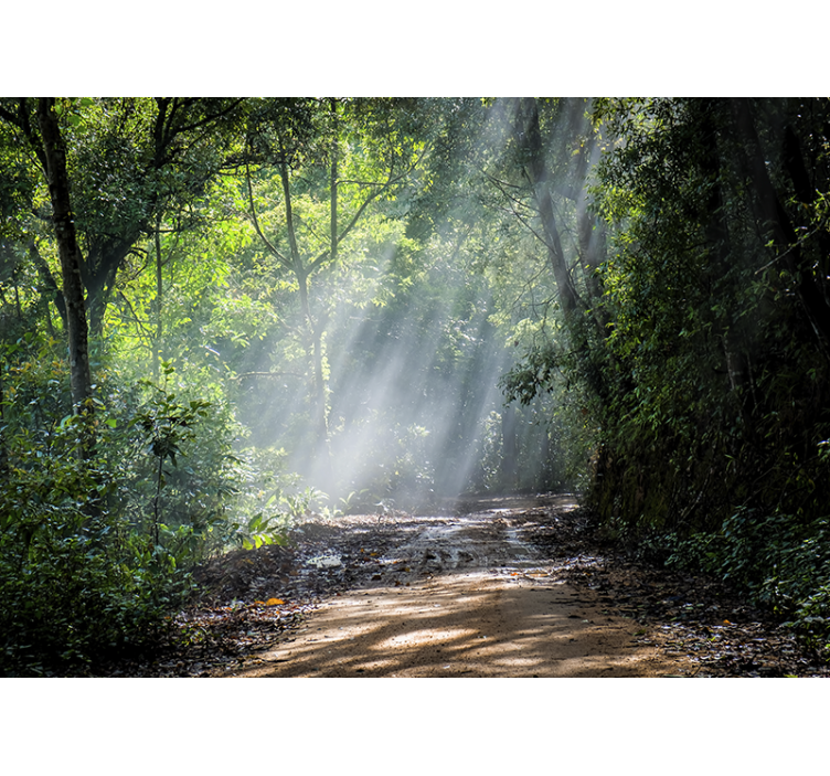 Papel mural naturaleza sendero luminoso del bosque - TenVinilo